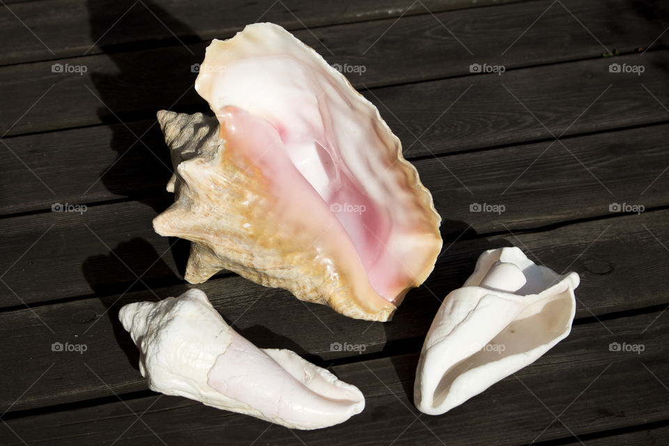 Conch seashells on wooden background