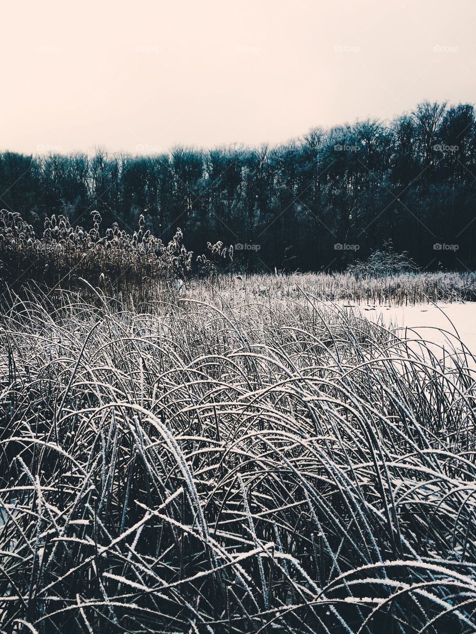 View of trees in winter