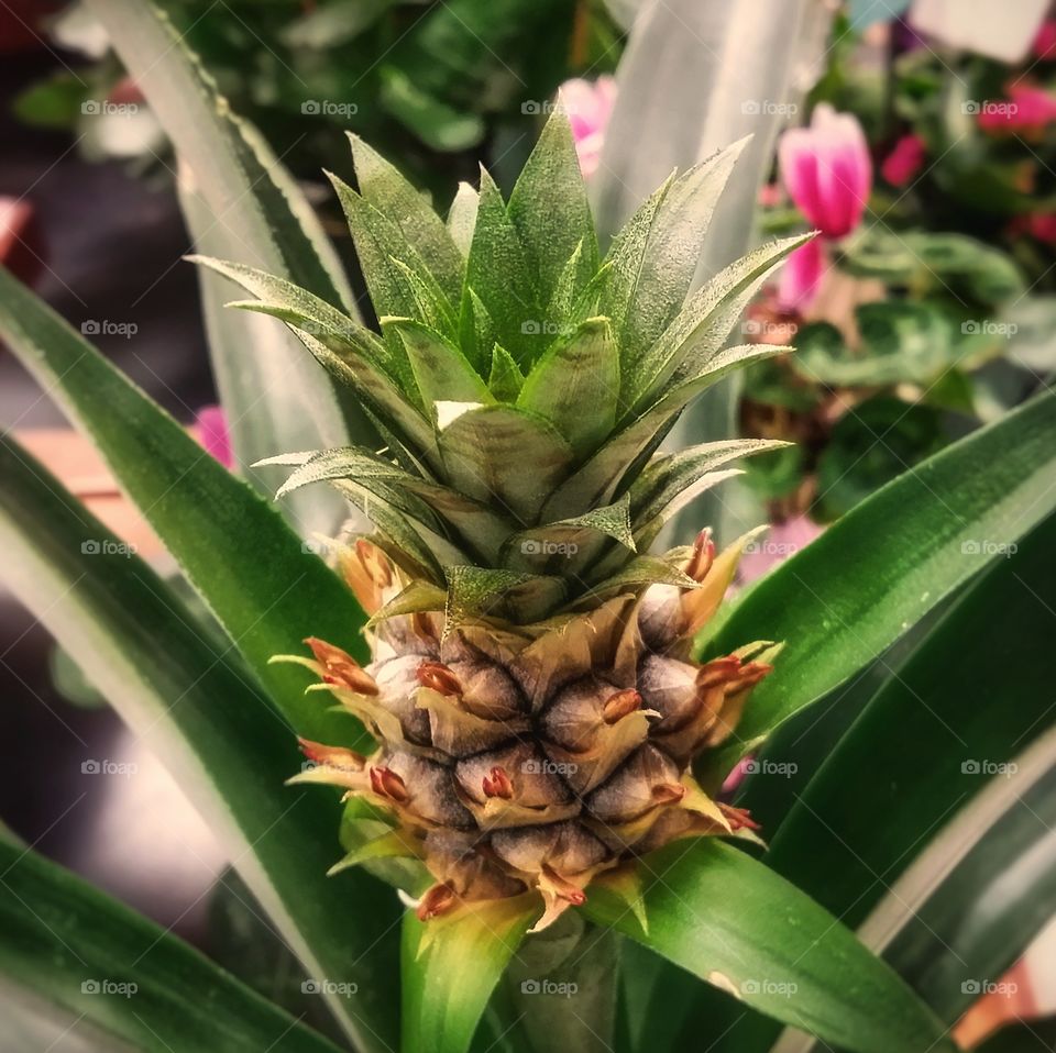 Miniature pineapple house plant closeup