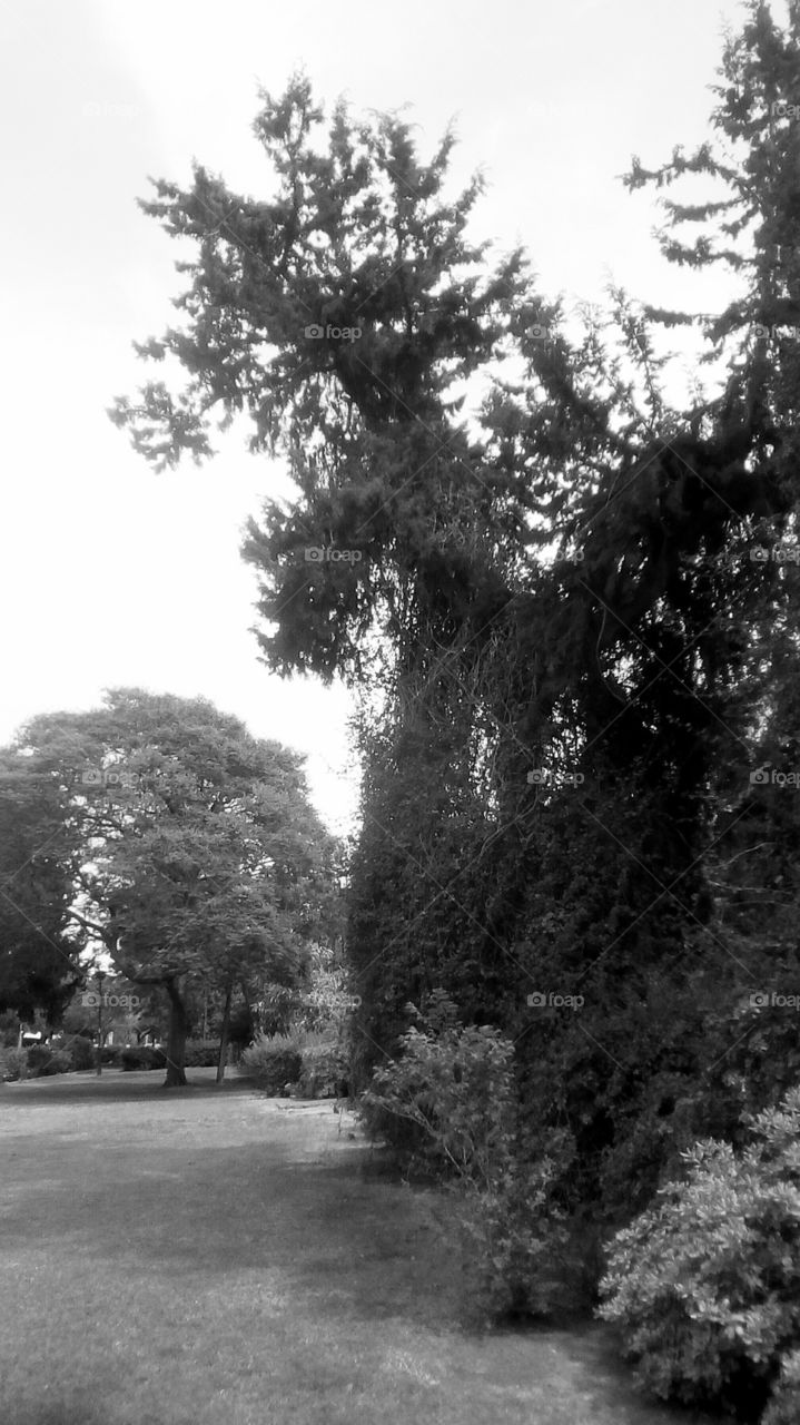 Beautiful landscape with field of grass
and tree in daylight