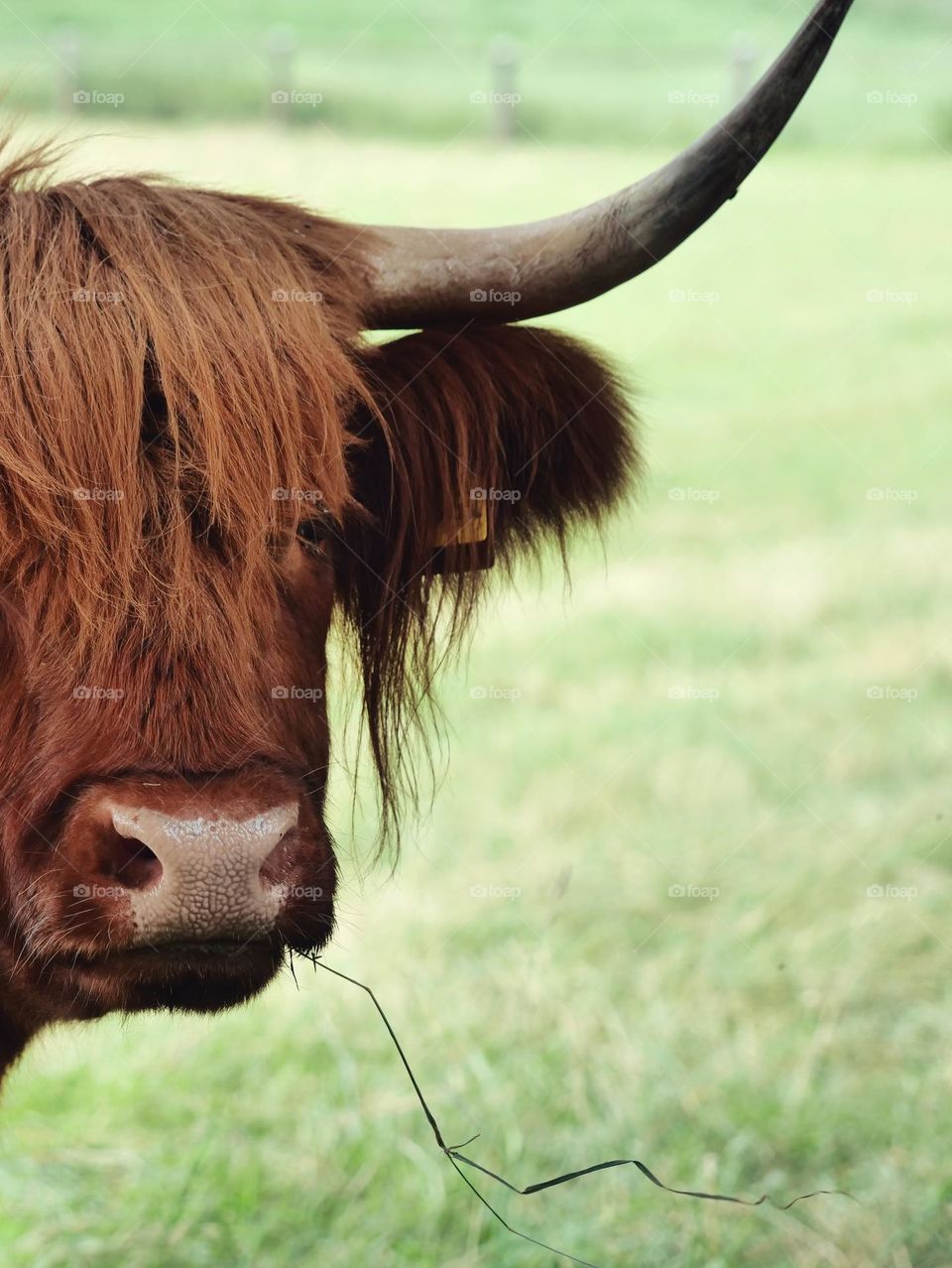 West Highland cattle