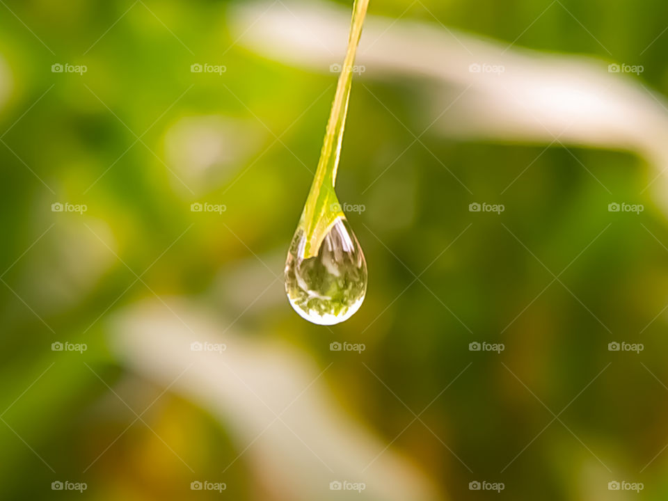 Drop of water on green leaf. Beautiful nature background