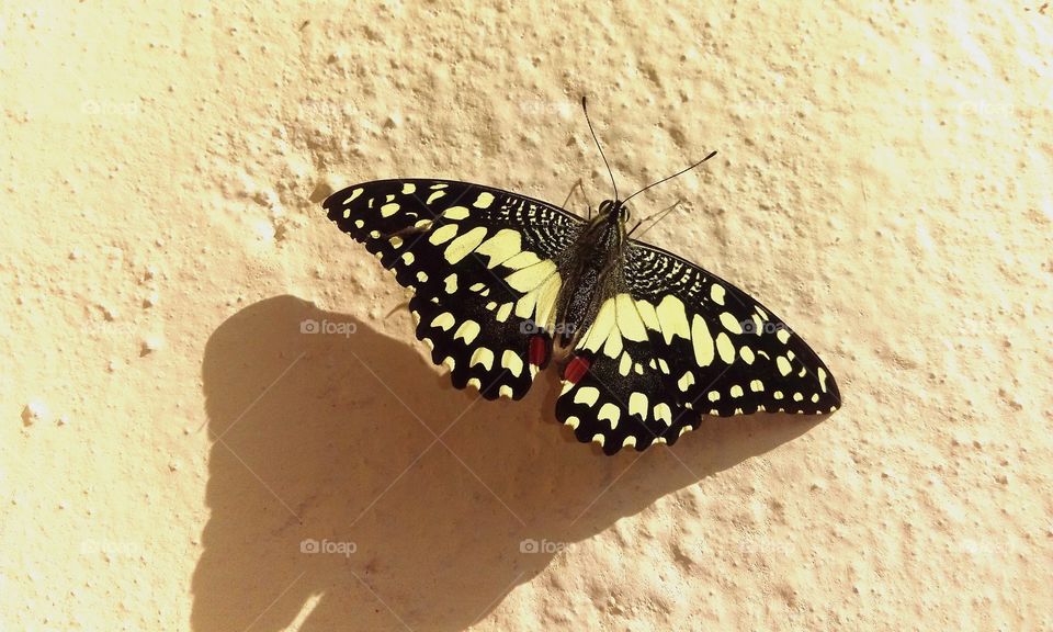 butterfly