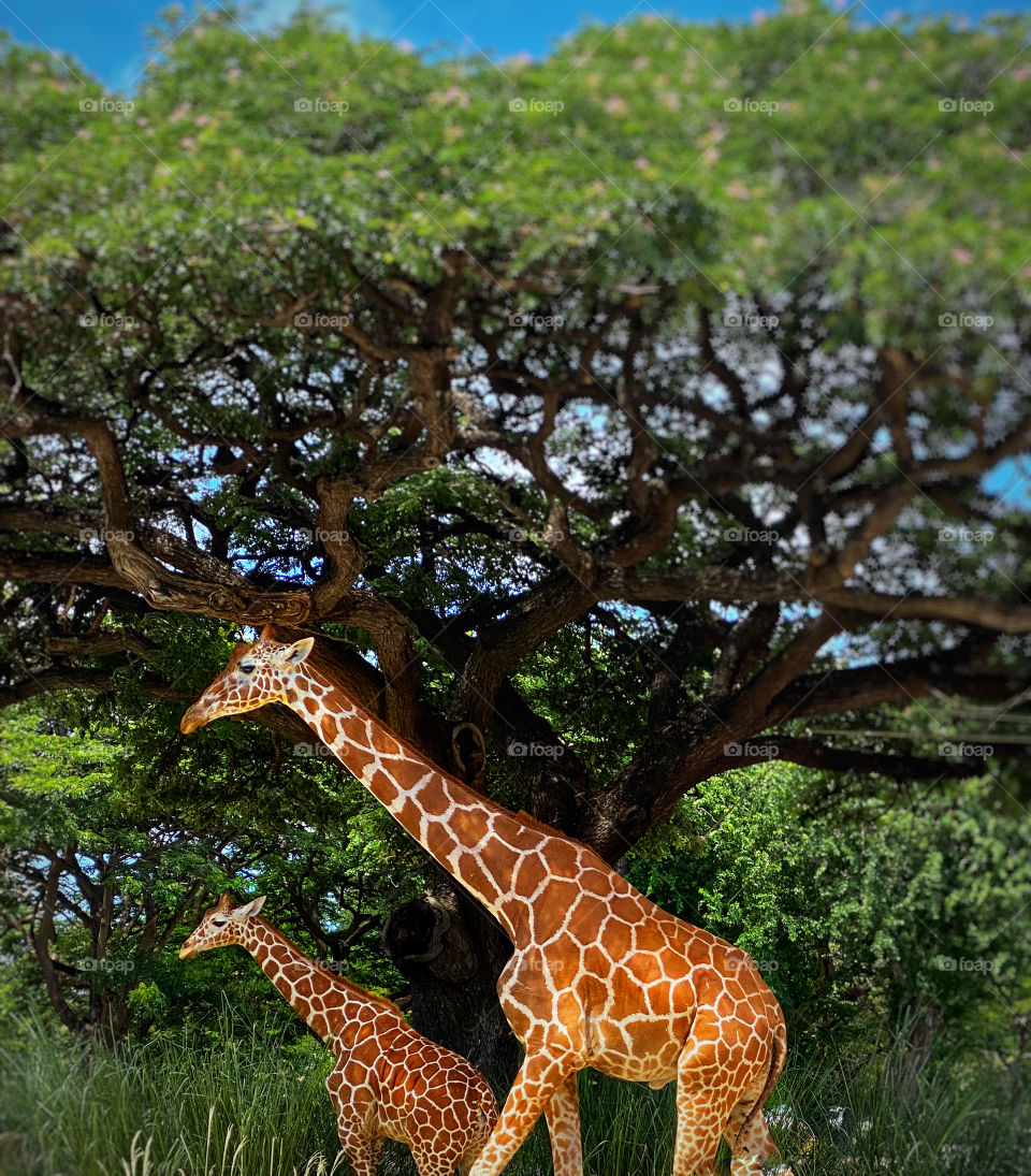 Mother giraffe with her calf
