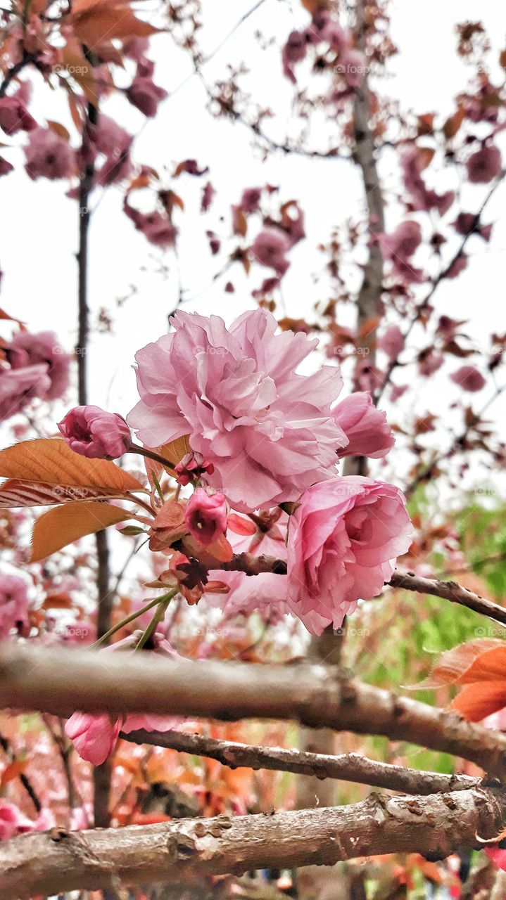 Cherry tree blossoms