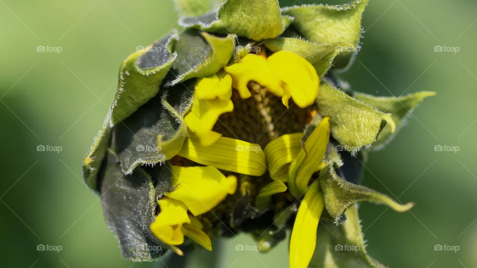 Sunflower opening