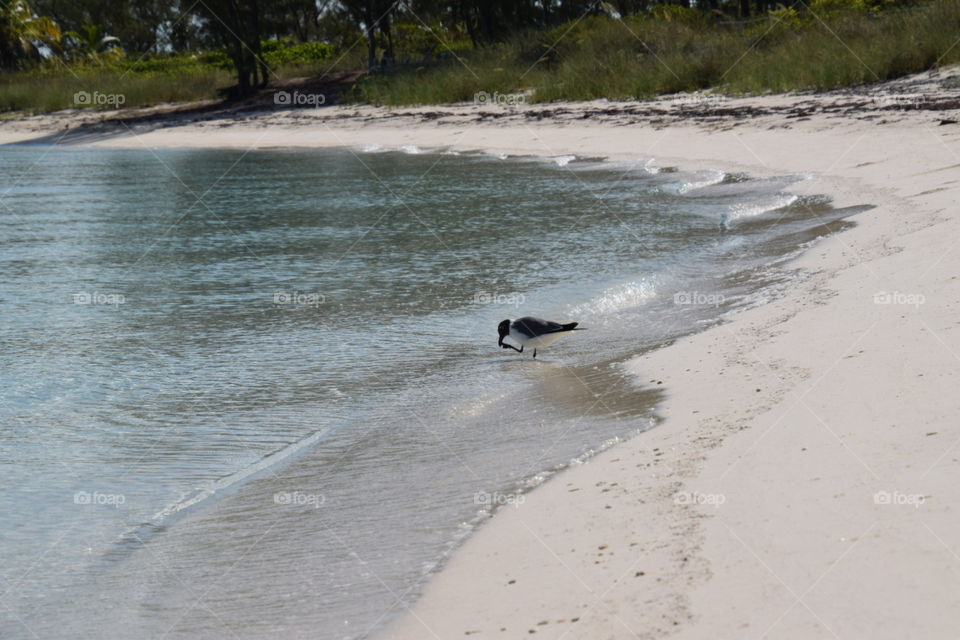 Seagull on the beach