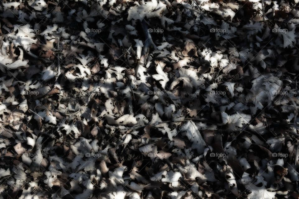 bunch of leaf falling