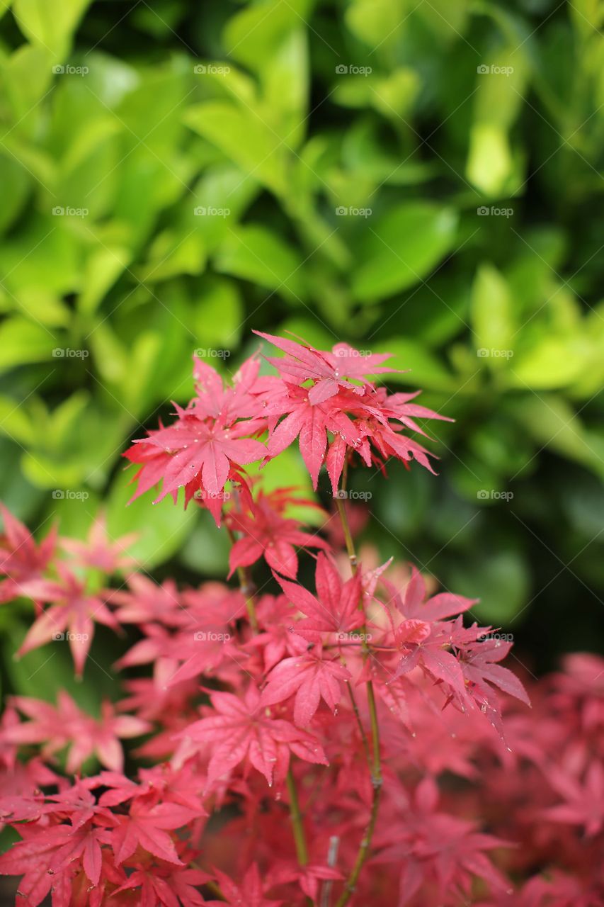 leaves of captivating colour