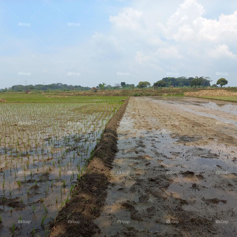 View of rice fields being worked on or after harvest