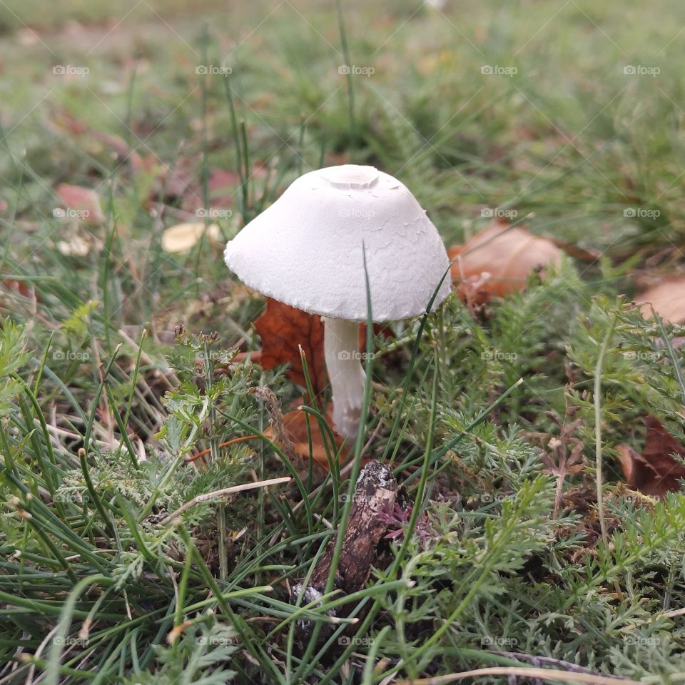 One white Mushroom