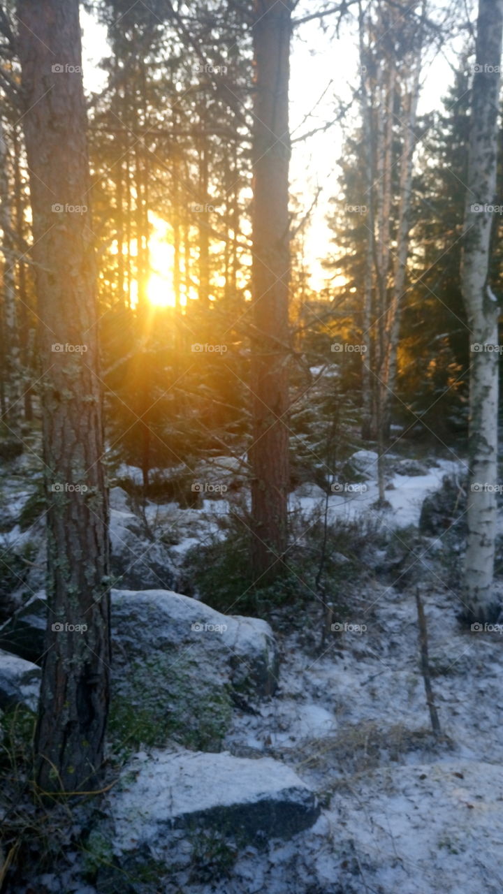 Wintertime sun through trees