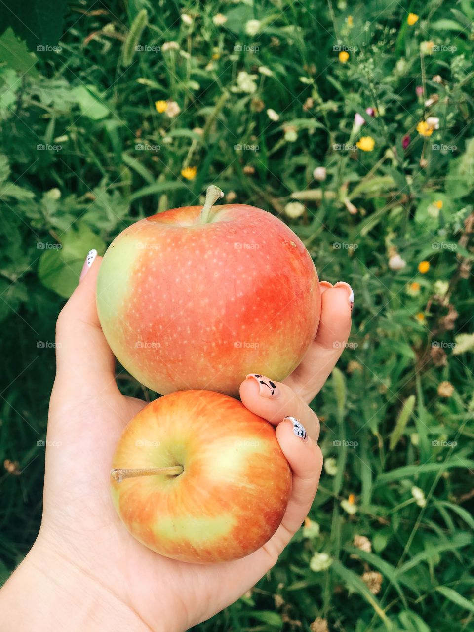 Mother Nature. Harvest. Woman hand with apples