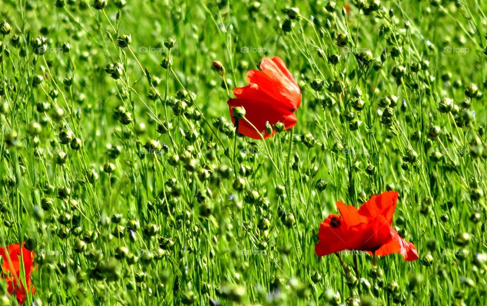 flax and poppies