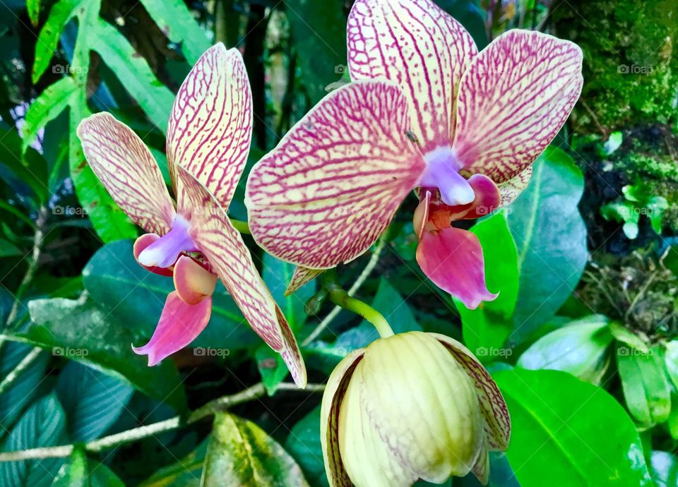 Orchid at Hawaii Tropical Botanical Garden