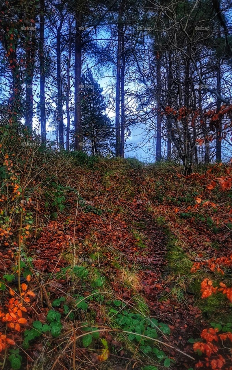 Moody Christmas Forrest