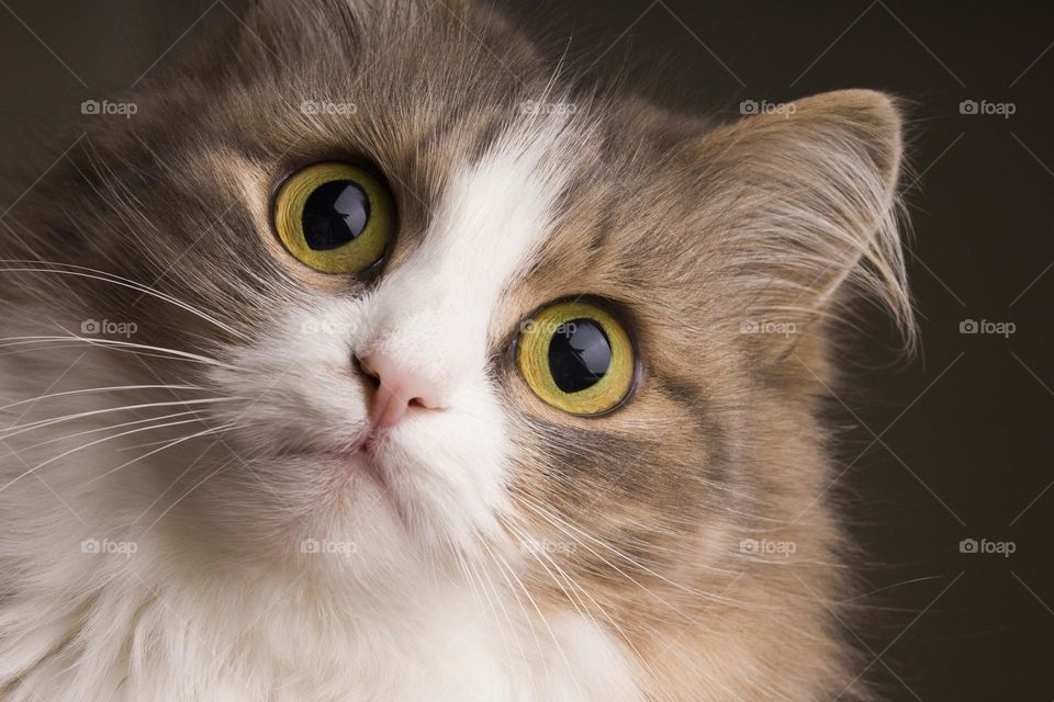 close up portrait of domestic cat