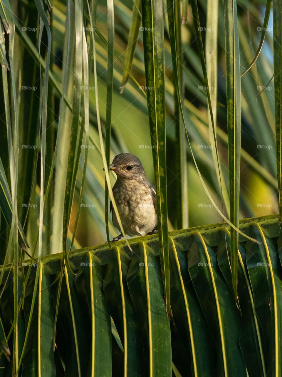 Little Tailorbird