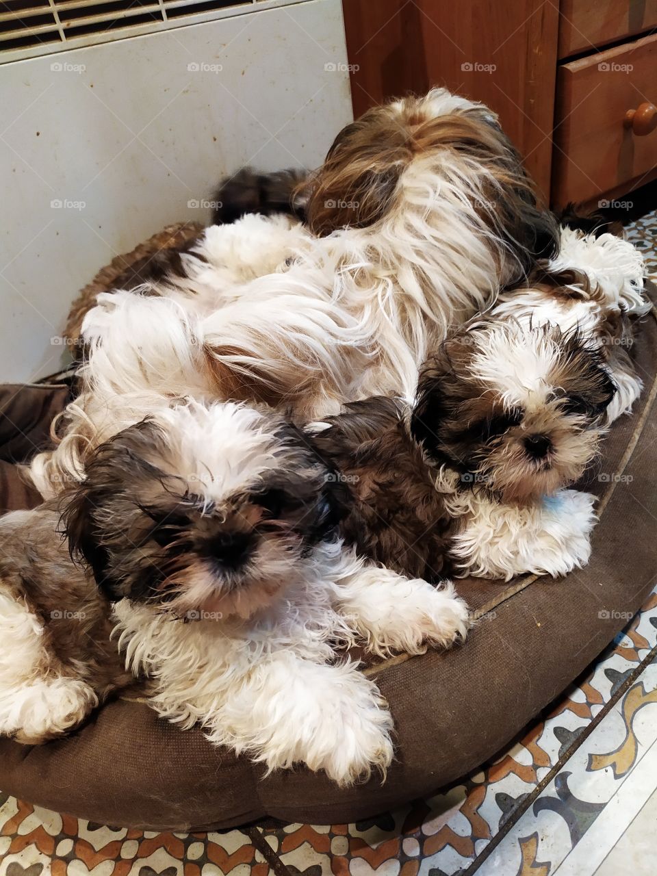 Shih Tzu
