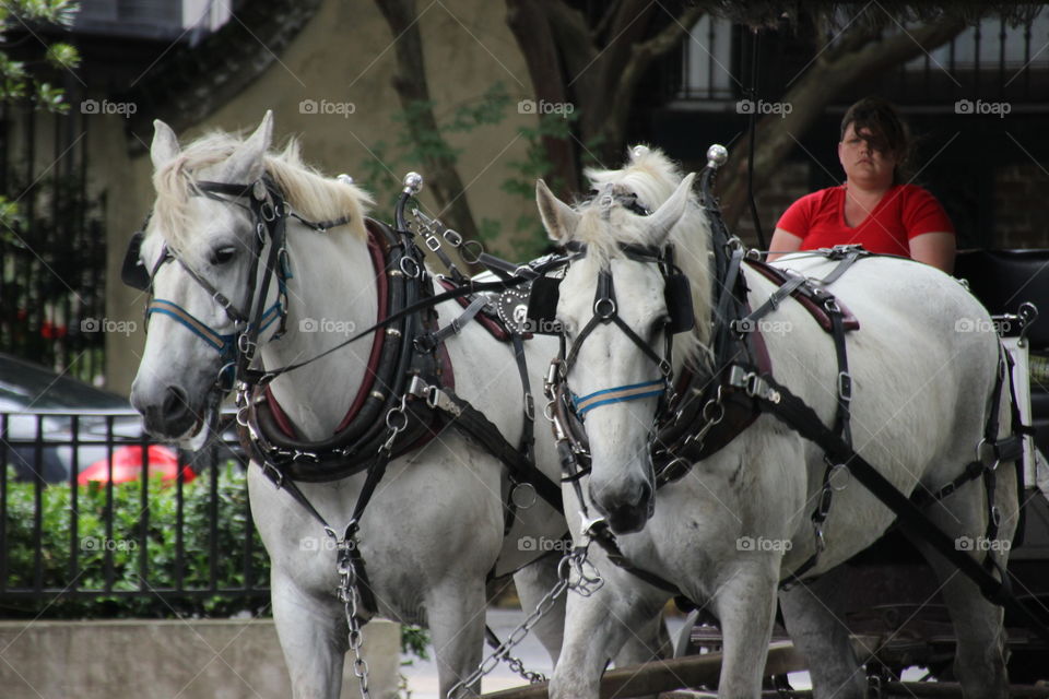 Beautiful white horse carriage 