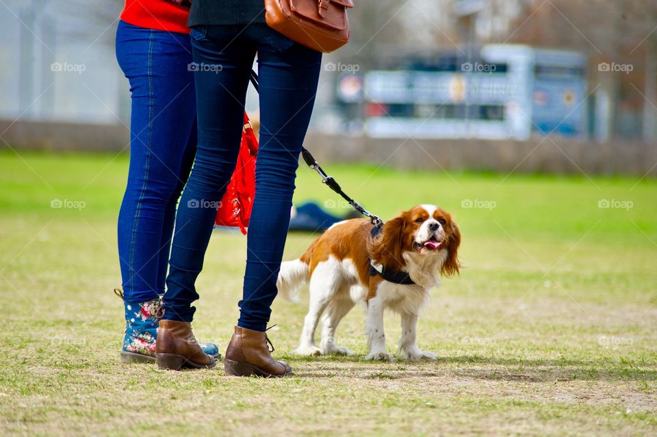 walking your dog