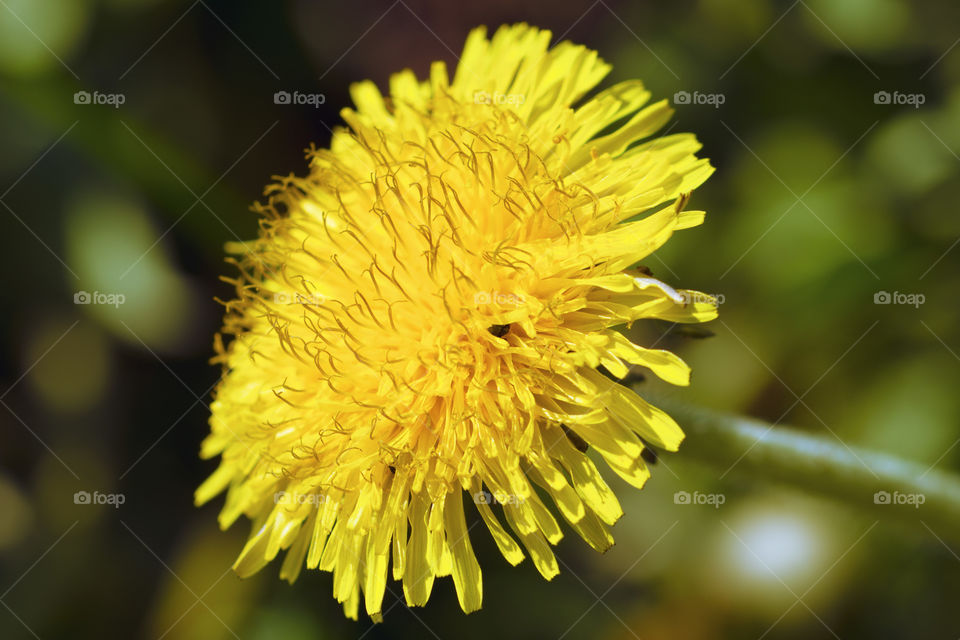 Close-up of a dandelion flower