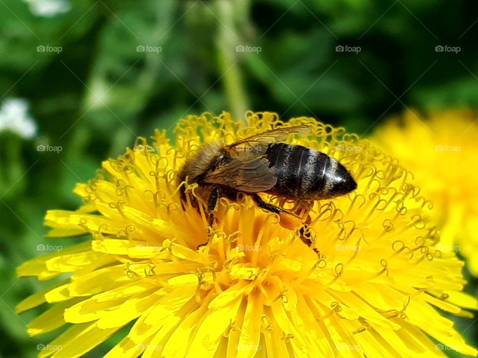 A valuable bee collects pollen and nectar on dandelion in spring.