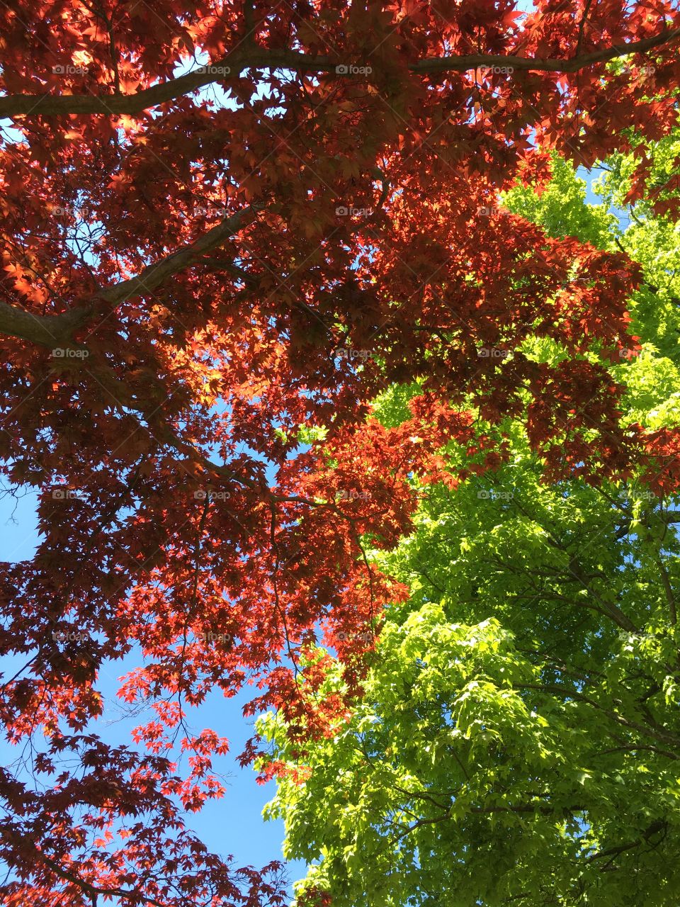 Red and green foliage in spring