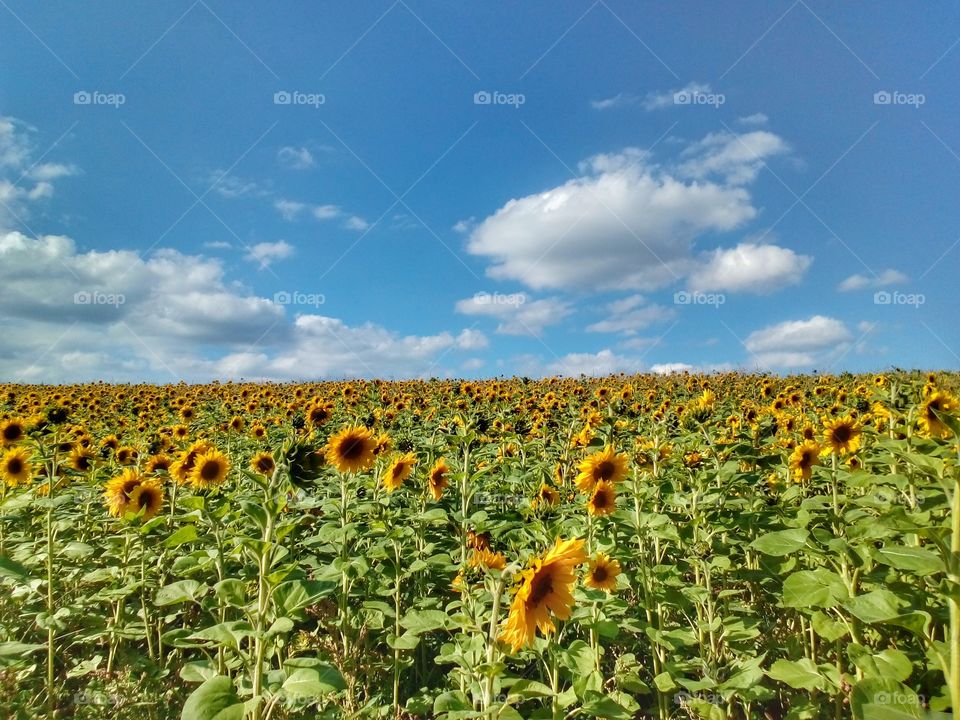 sunflowers landscape and beautiful blue sky background with sunshine