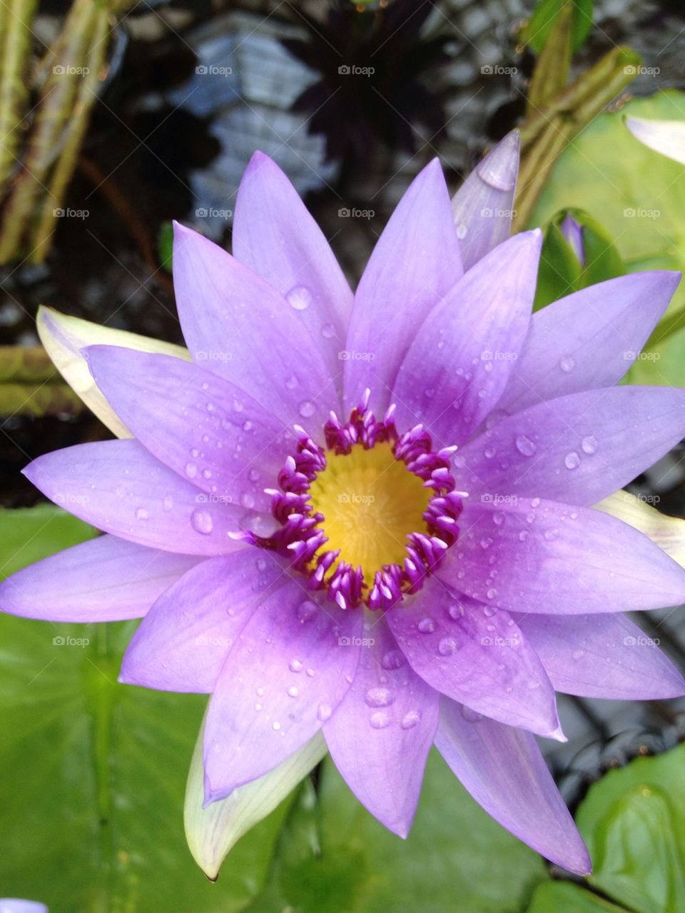 Blooming purple flower with water drops