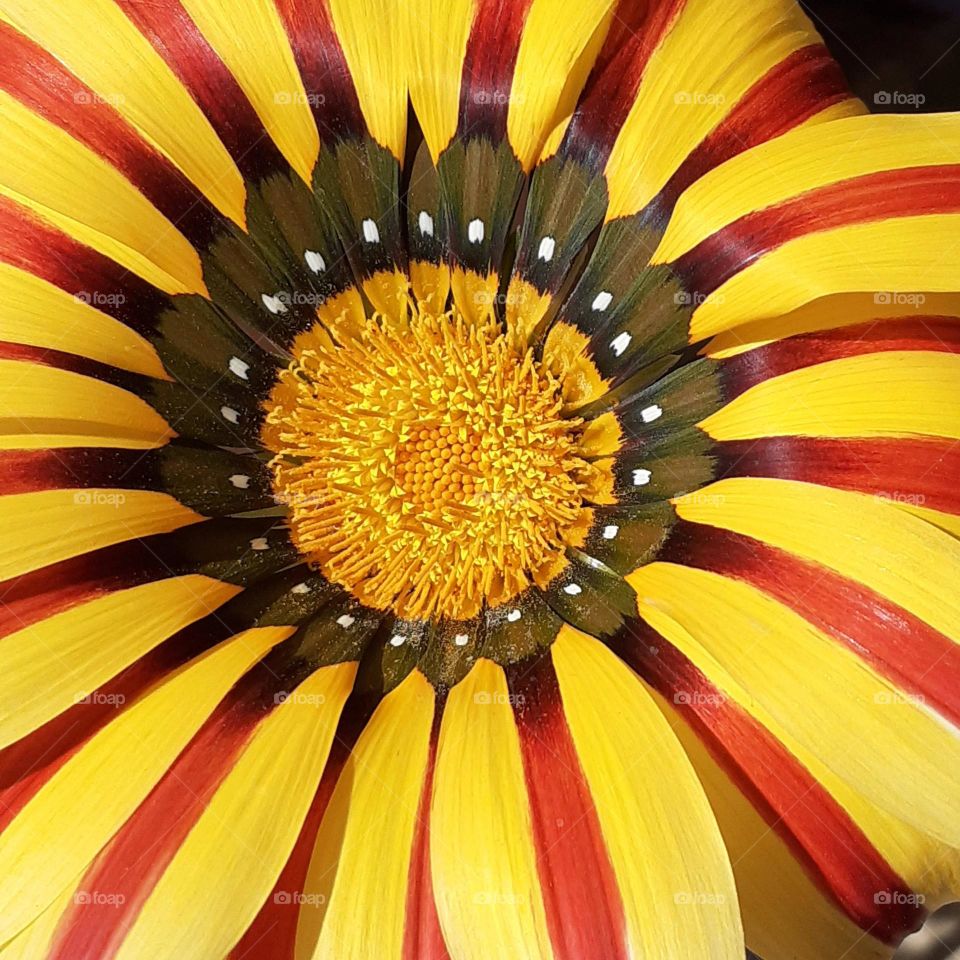 colores de una flor