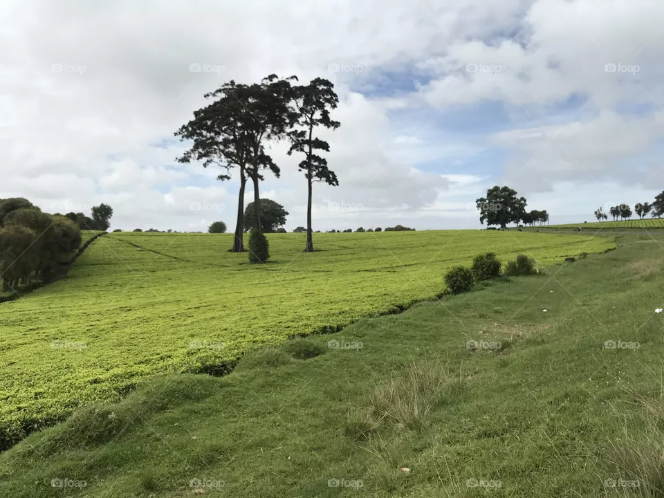 Beautiful roadside view of tea farm in Limuru Kenya.