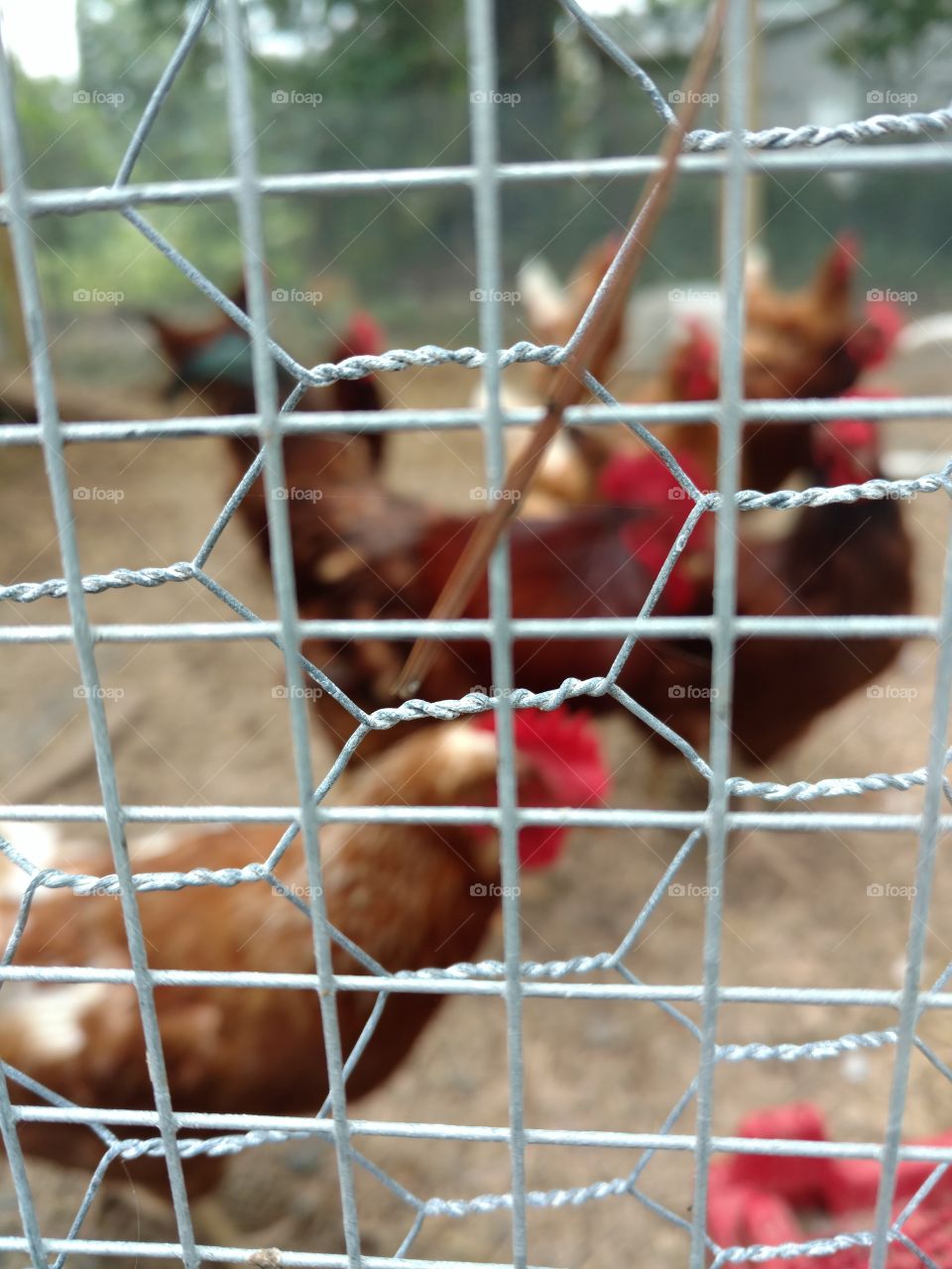 Chicken wire