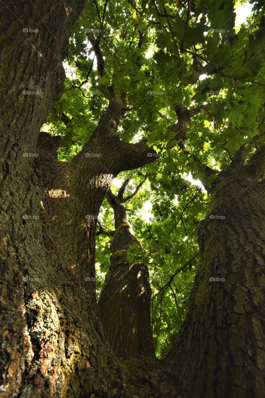 tree with branches and green leafs seen from the inside in frog perspective