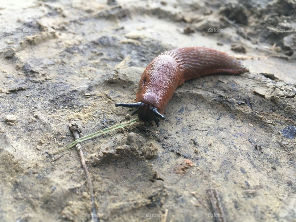 Snail