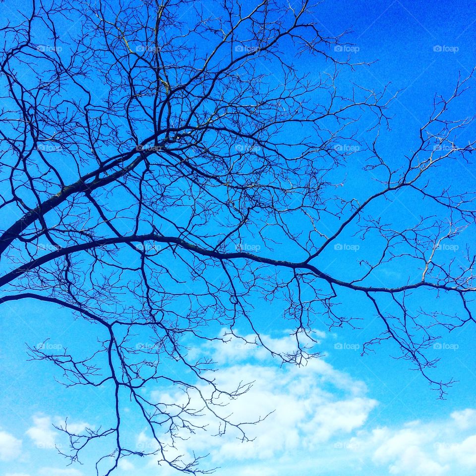 Tree & sky