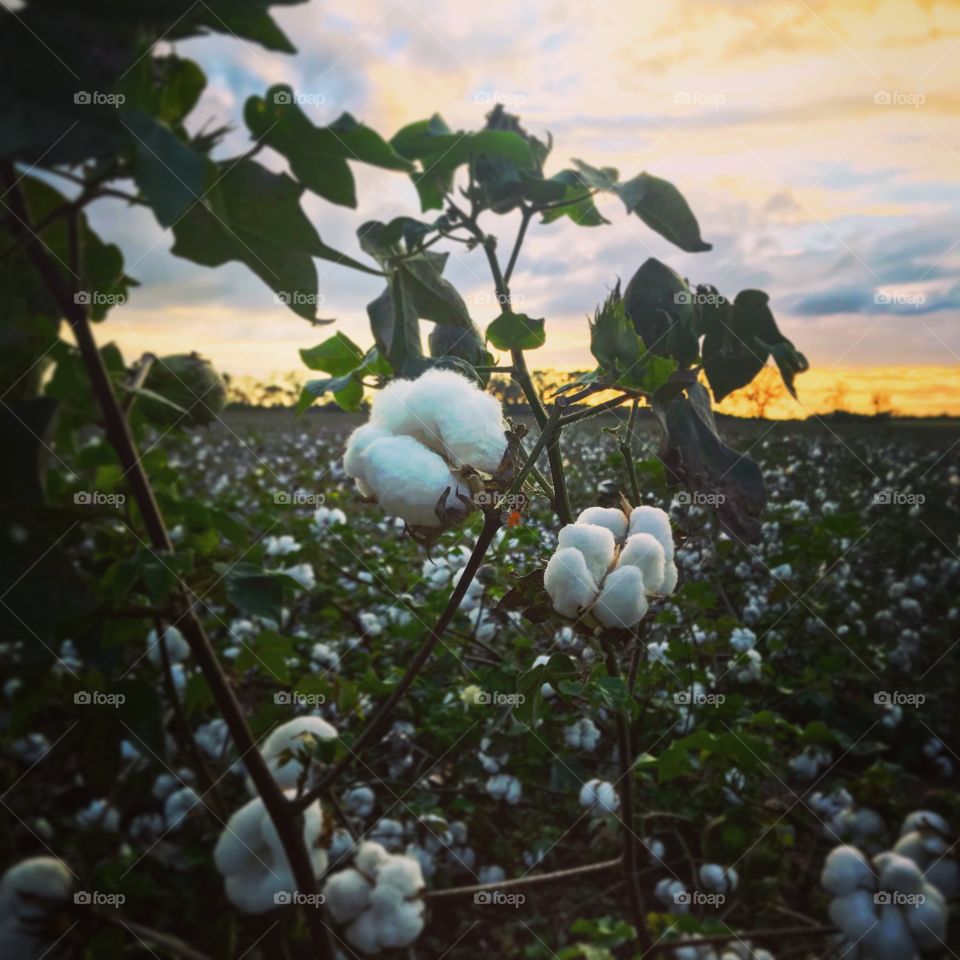 Cotton Field in South Georgia