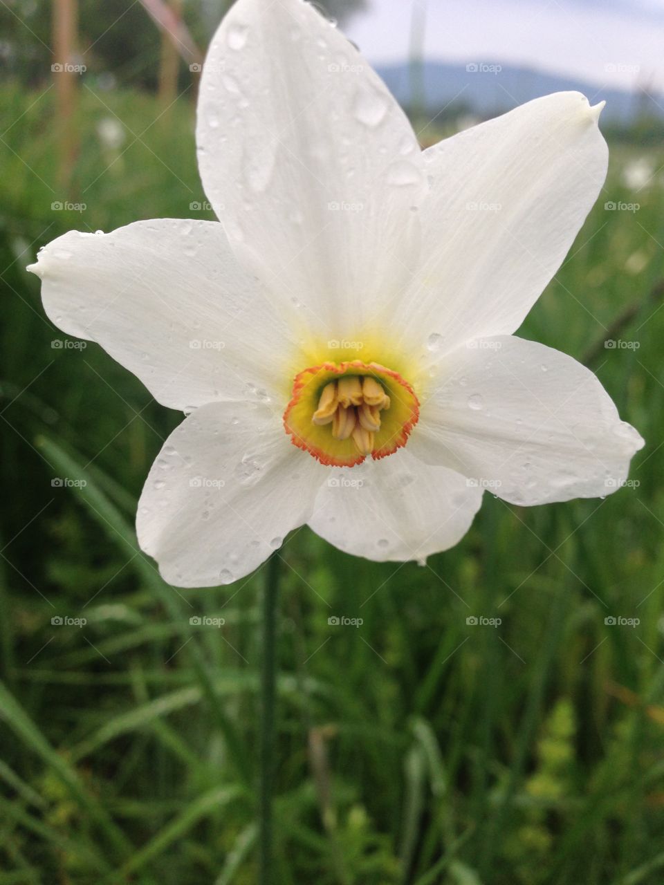 Narcissus after rain