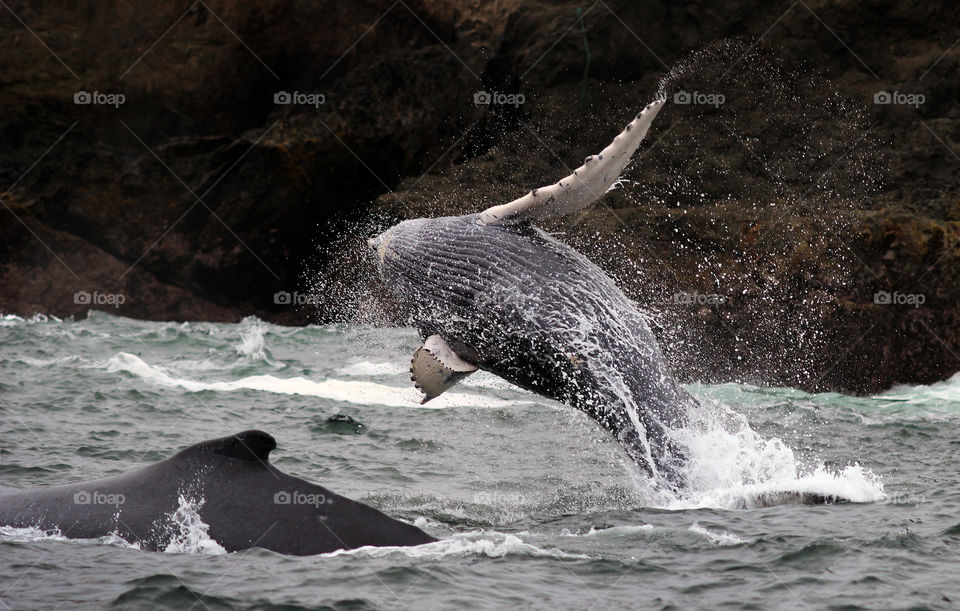 Humpback Whale Calf Jumping out of the Water next to its Mother
