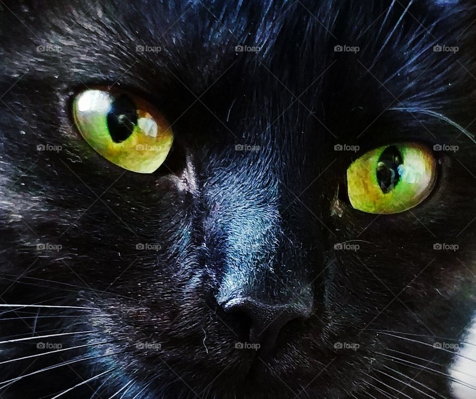 Cat's eyes
