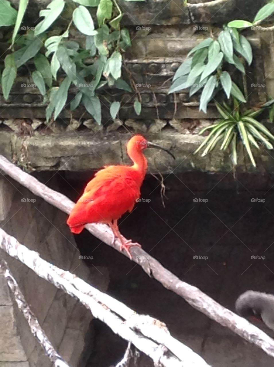 Bright orange bird at Moody Gardens Galveston Texas