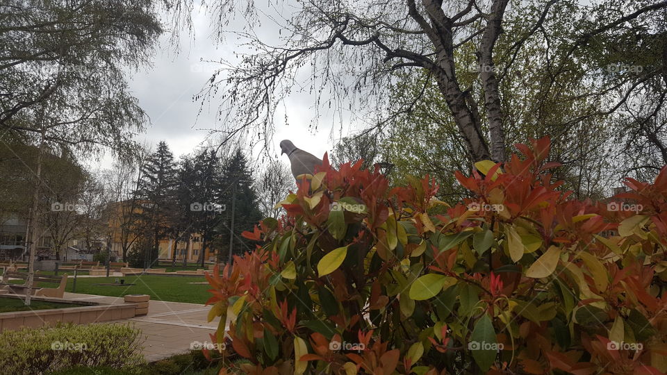 Pigeon on a tree