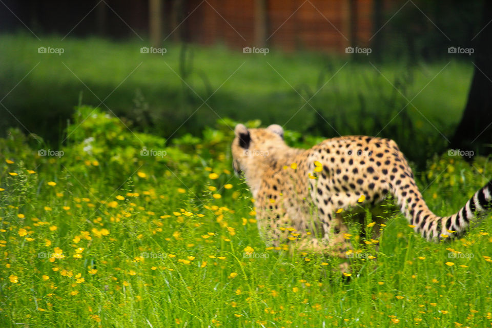 Cheetah running