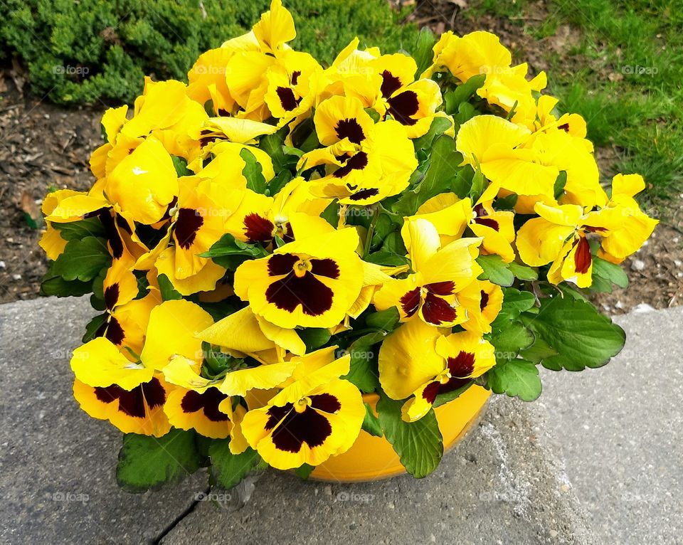 pansies in spring