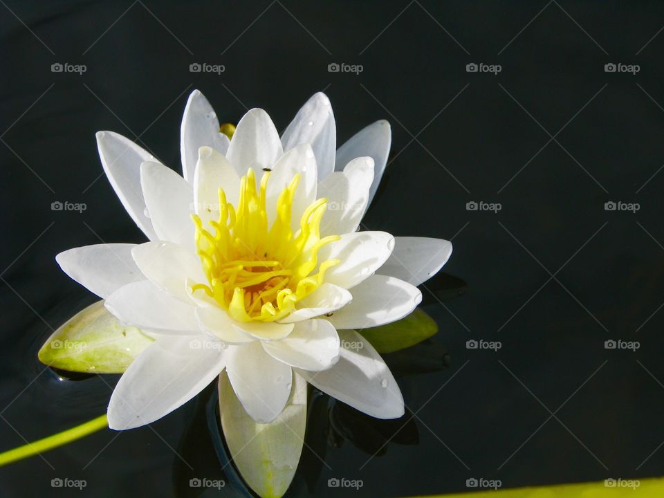 Water lily 