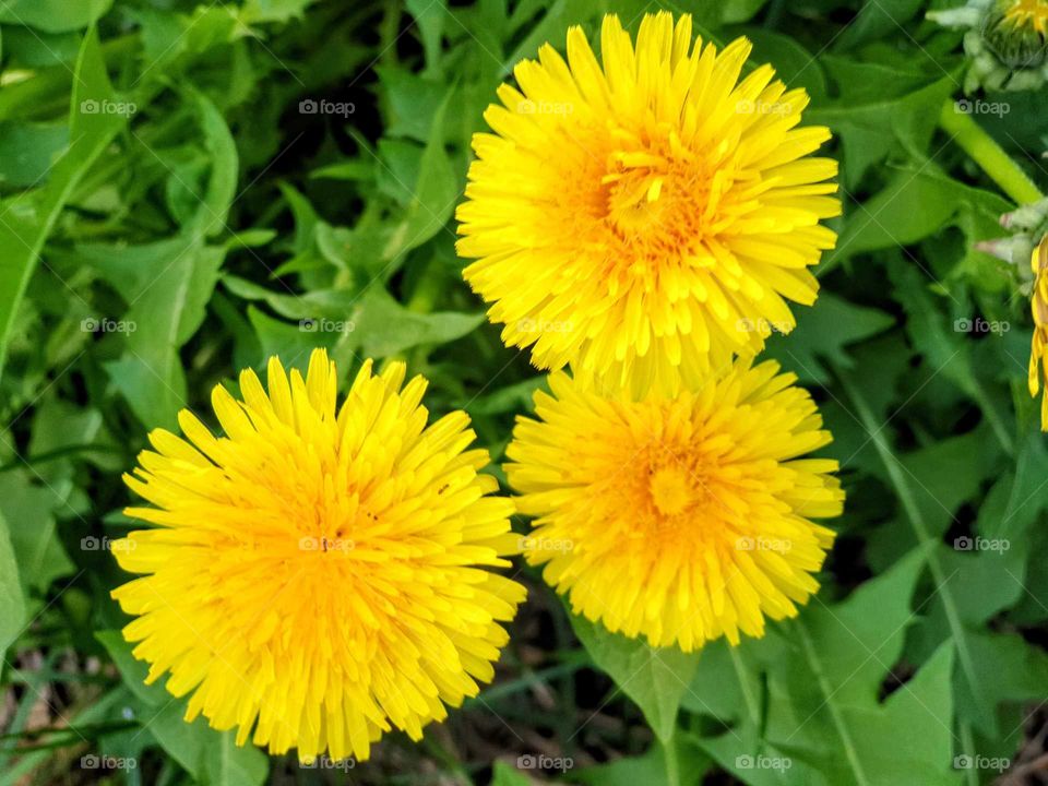 Taraxacum