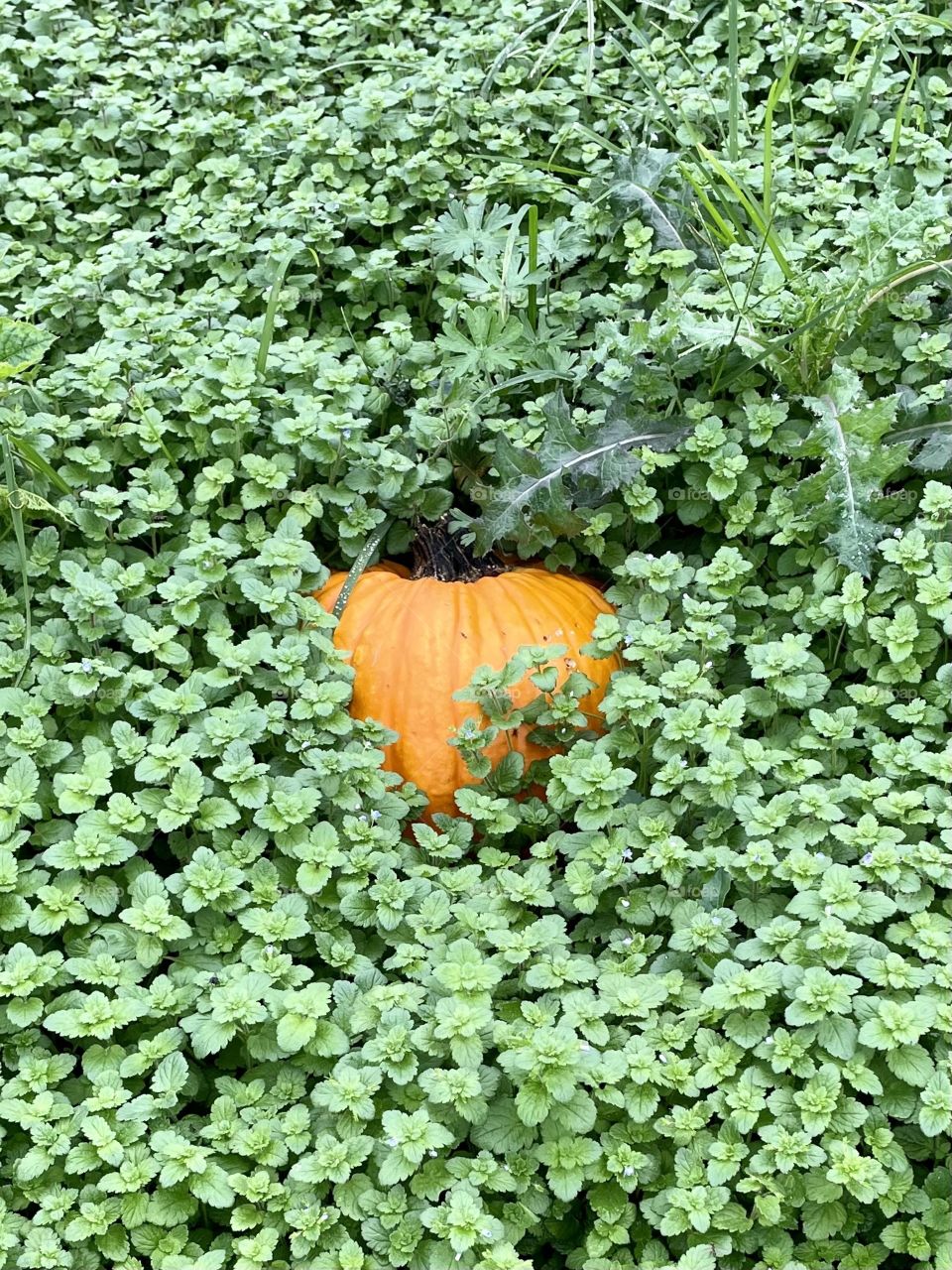 Nestled up all cozy in a green blanket at the pumpkin patch. 