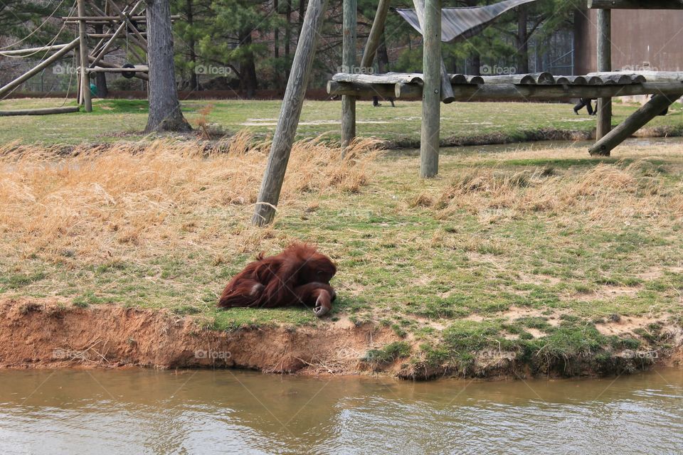 Adult Orangutan sunning itself on its island home.