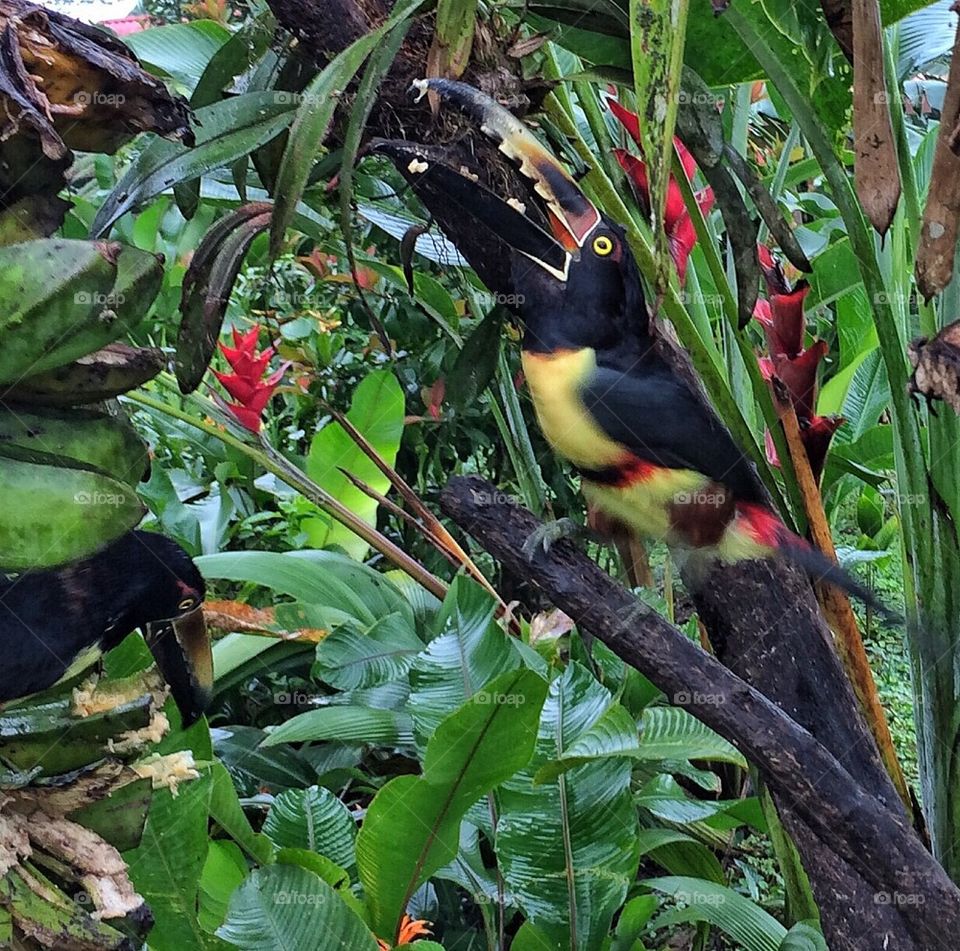 Toucan eating 