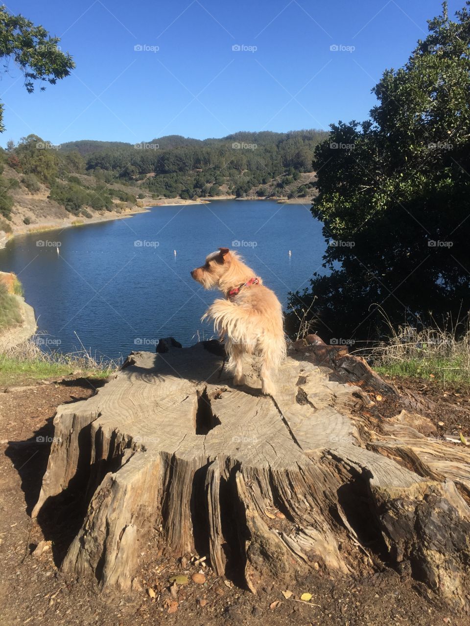 Dog overlooking lake